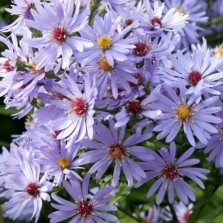 Aster / Astras LITTLE CARLOW