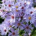 Aster / Astras LITTLE CARLOW