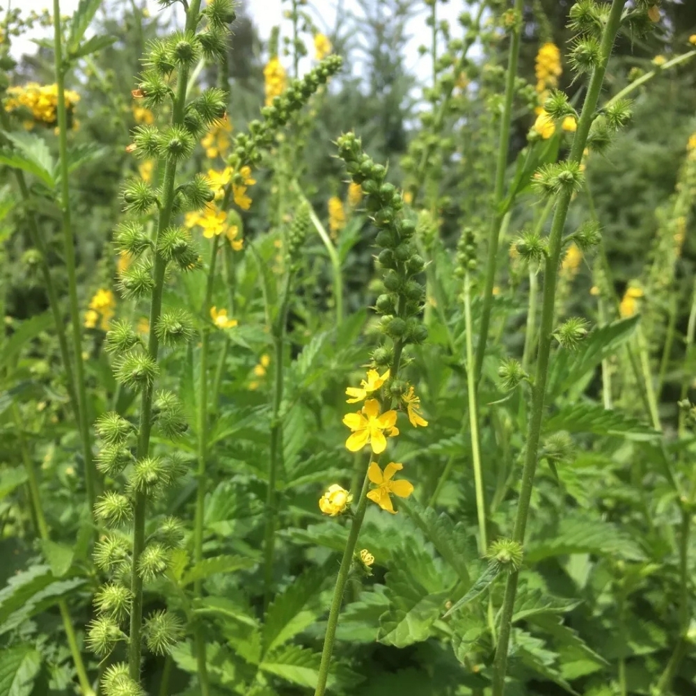  Agrimonia / Vaistinė dirvuolė 