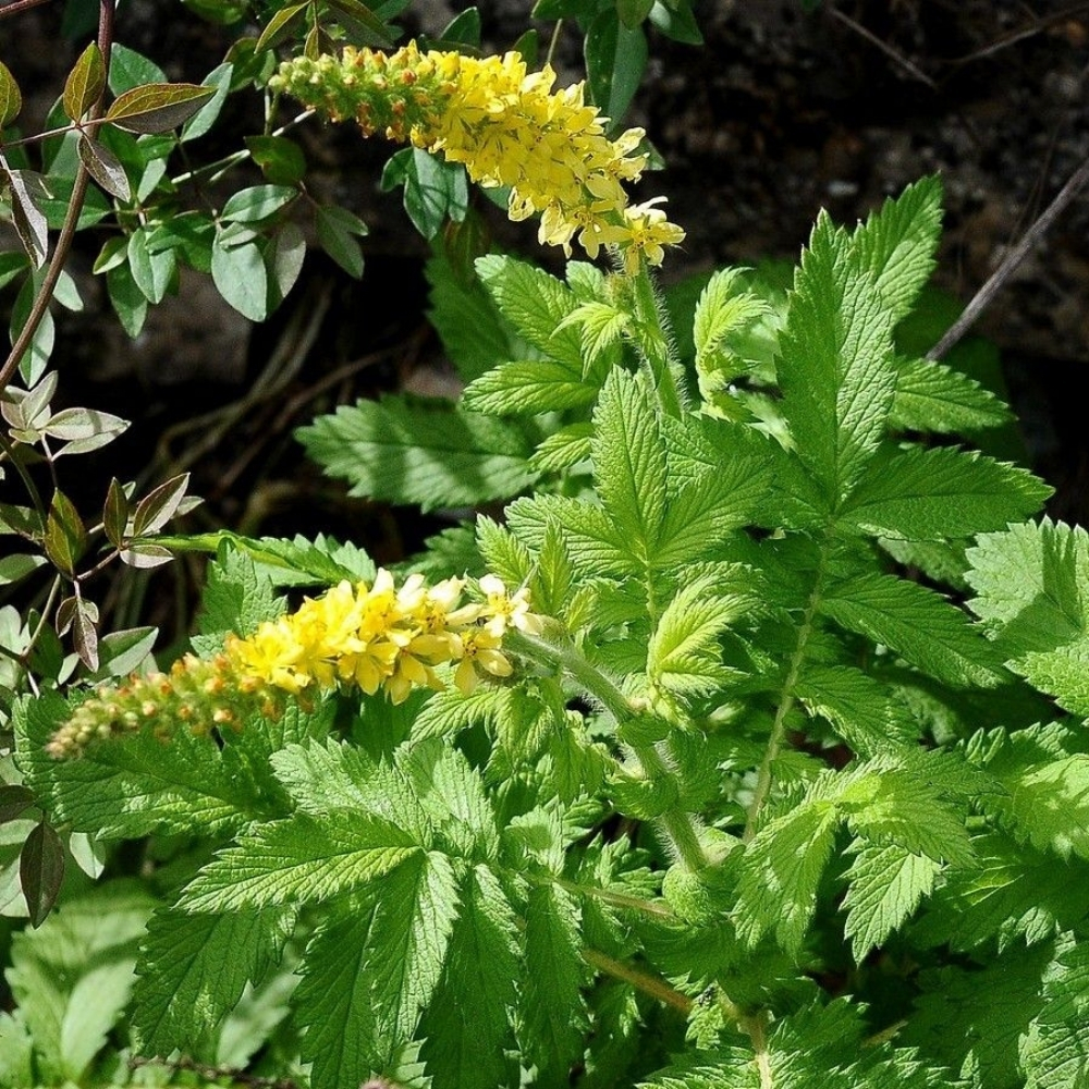  Agrimonia / Vaistinė dirvuolė 
