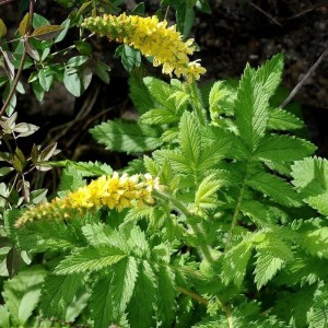  Agrimonia / Vaistinė dirvuolė 