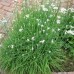Allium tuberosum / Gumbinis česnakas 