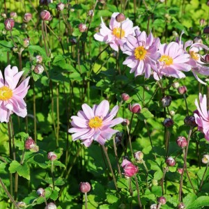 Anemone / Plukė MONTE ROSE