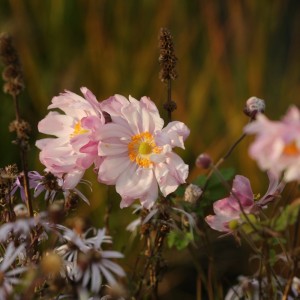 Anemone / Plukė MONTE ROSE