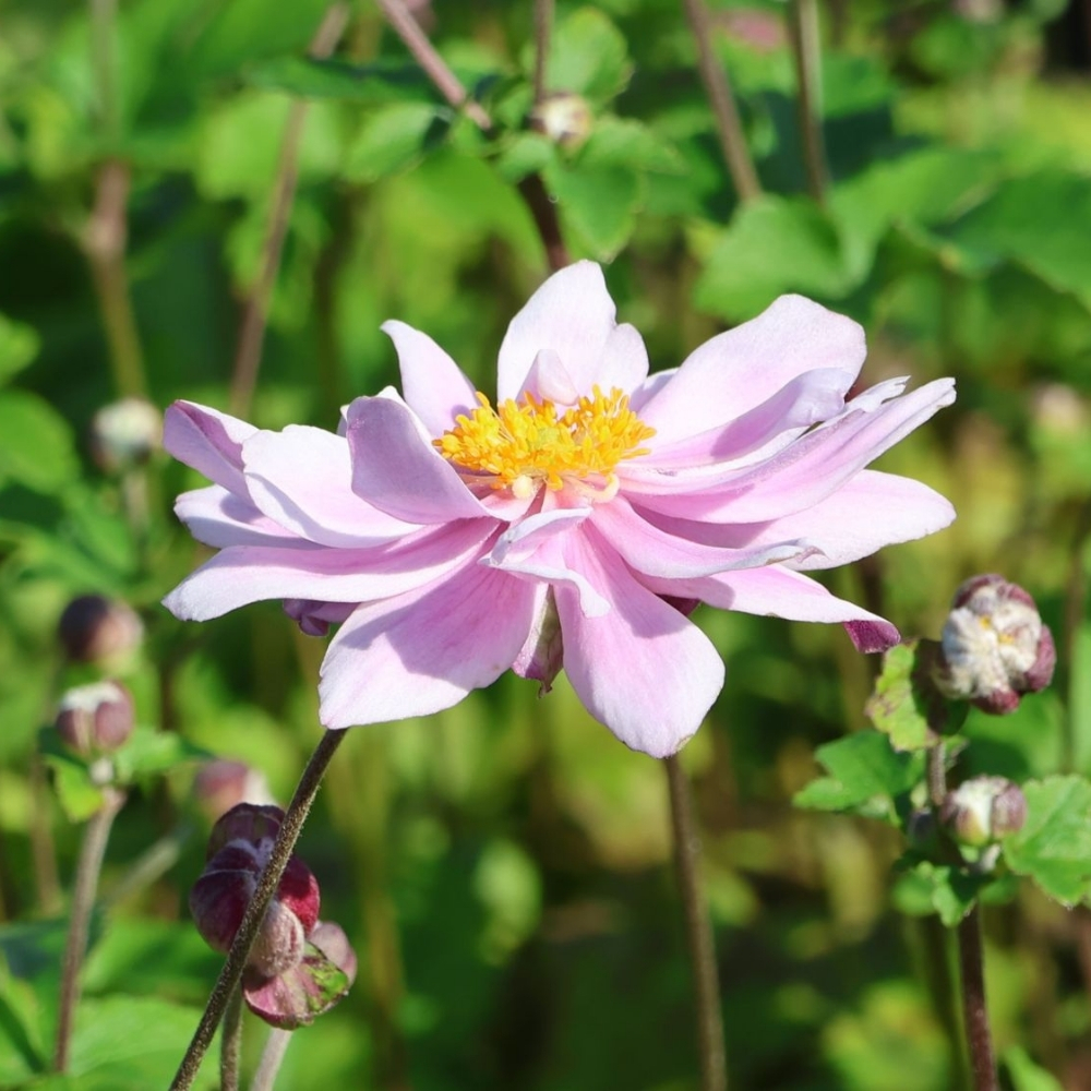 Anemone / Plukė MONTE ROSE