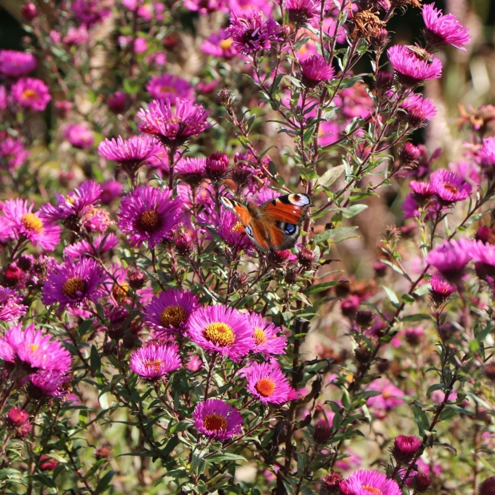 Aster novae-angliae / Šiurkščialapis astras ANDENKEN AN PAUL GERBER