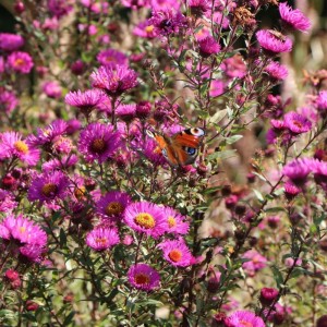 Aster novae-angliae / Šiurkščialapis astras ANDENKEN AN PAUL GERBER