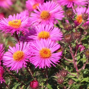 Aster novae-angliae / Šiurkščialapis astras ANDENKEN AN PAUL GERBER