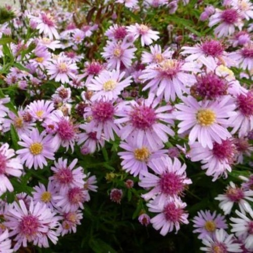 Aster / Astras COOMBE FISHACRE