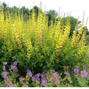 Baptisia / Barškė SOLAR FLARE