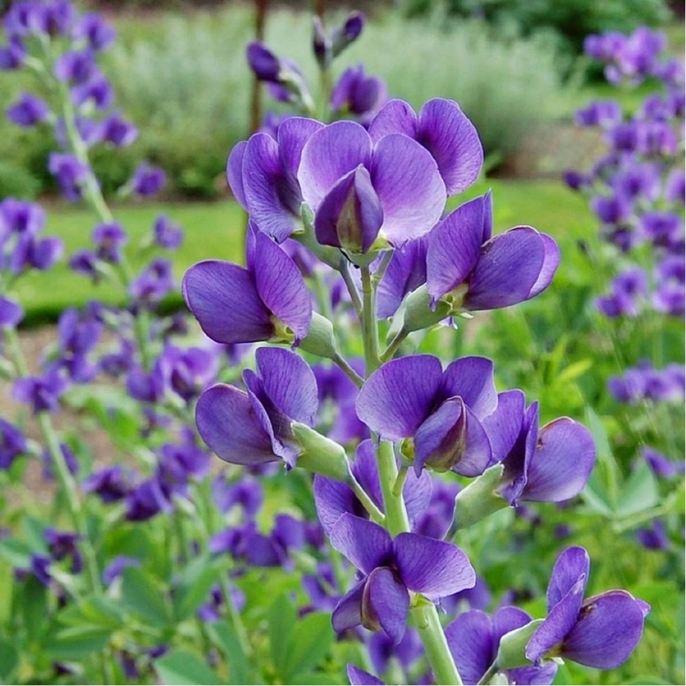 Baptisia / Barškė CASPIAN BLUE 