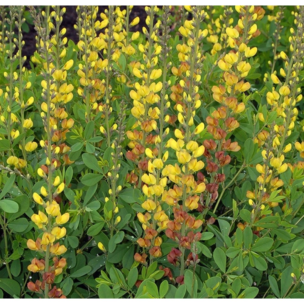 Baptisia / Barškė SOLAR FLARE
