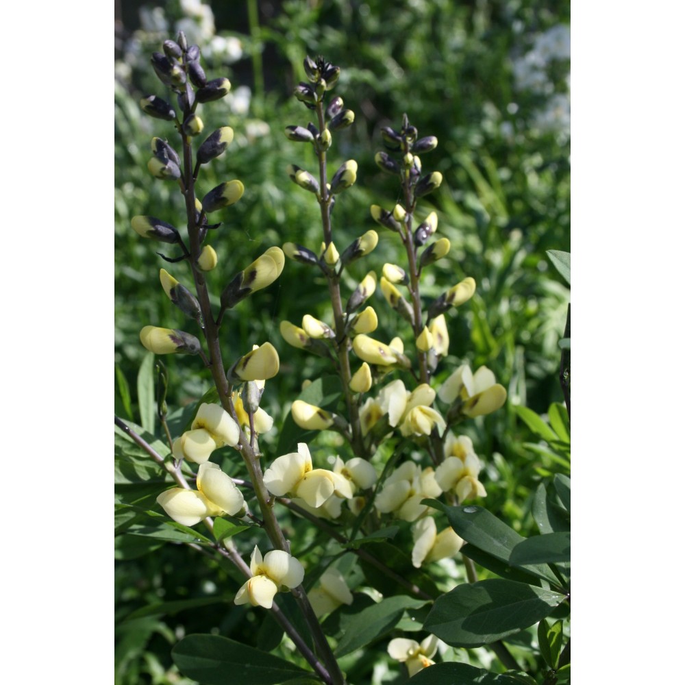 Baptisia / Barškė VANILLA CREAM