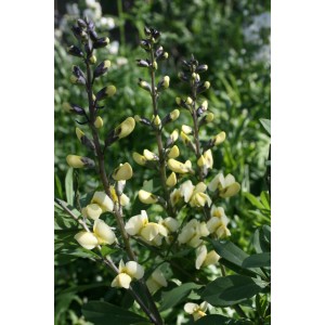 Baptisia / Barškė VANILLA CREAM