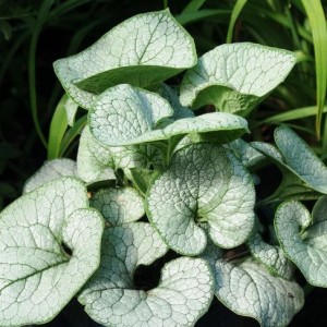 Brunnera / Brunera ALEXANDRIA