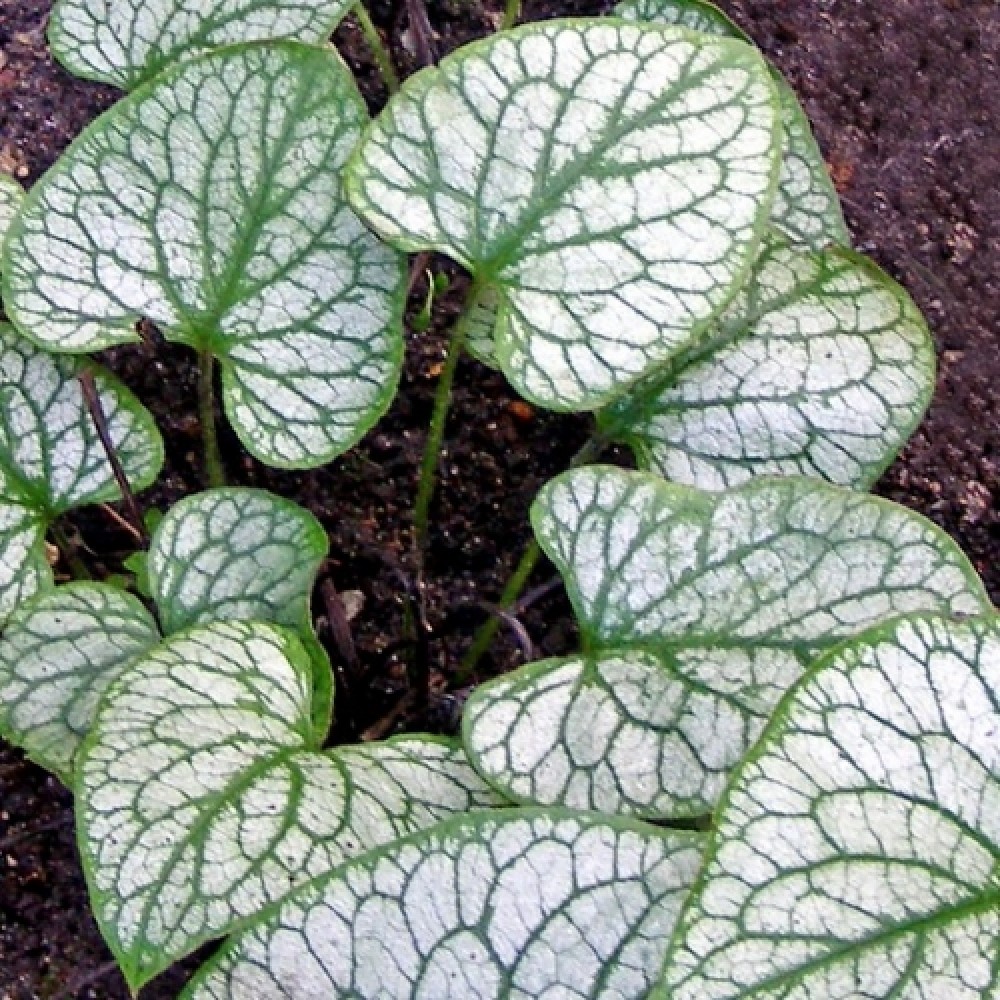 Brunnera / Brunera MISTER MORSE