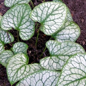 Brunnera / Brunera MISTER MORSE
