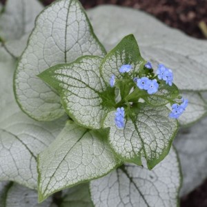 Brunnera / Brunera ALEXANDRIA
