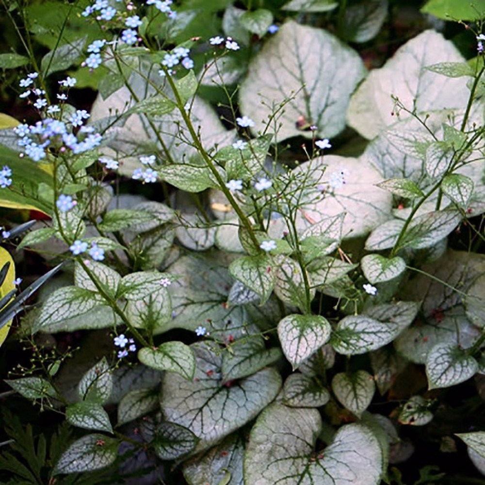 Brunnera / Brunera MISTER MORSE