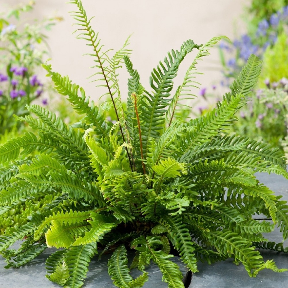 Blechnum spicant / Varpotoji uksmenė