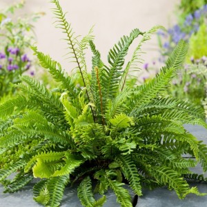 Blechnum spicant / Varpotoji uksmenė