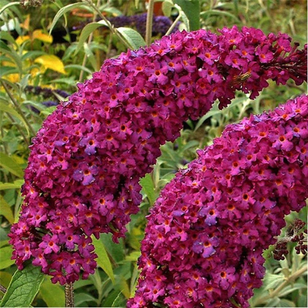 Buddleja / Budlėja ROYAL RED