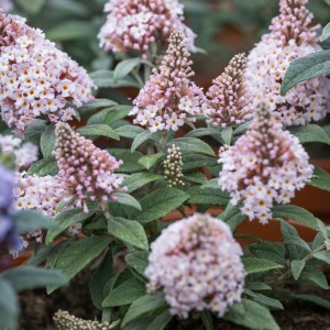 Buddleja davidii / Budlėja LITTLE ROCKSTARS PINK