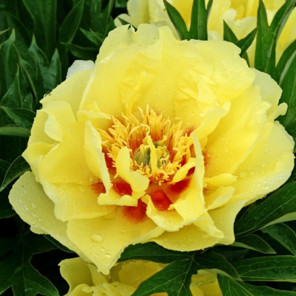 Paeonia / Bijūnas ITOH BARTZELLA