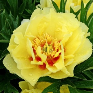 Paeonia / Bijūnas ITOH BARTZELLA