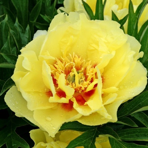 Paeonia / Bijūnas ITOH BARTZELLA
