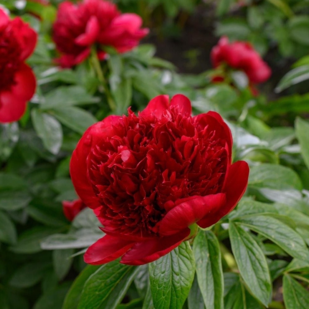 Paeonia / Bijūnas RED CHARM
