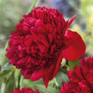 Paeonia / Bijūnas RED CHARM