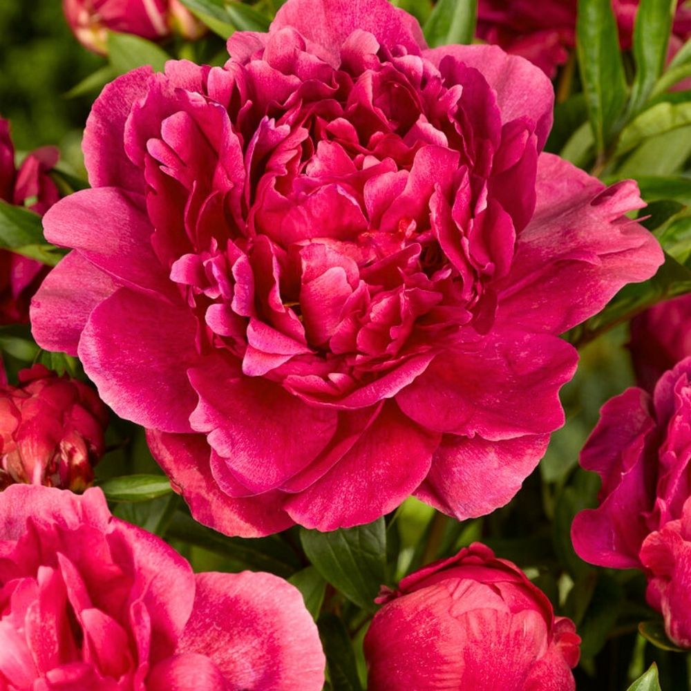 Paeonia / Bijūnas KANSAS