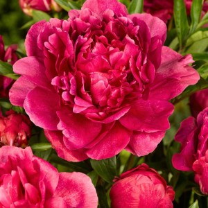 Paeonia / Bijūnas KANSAS