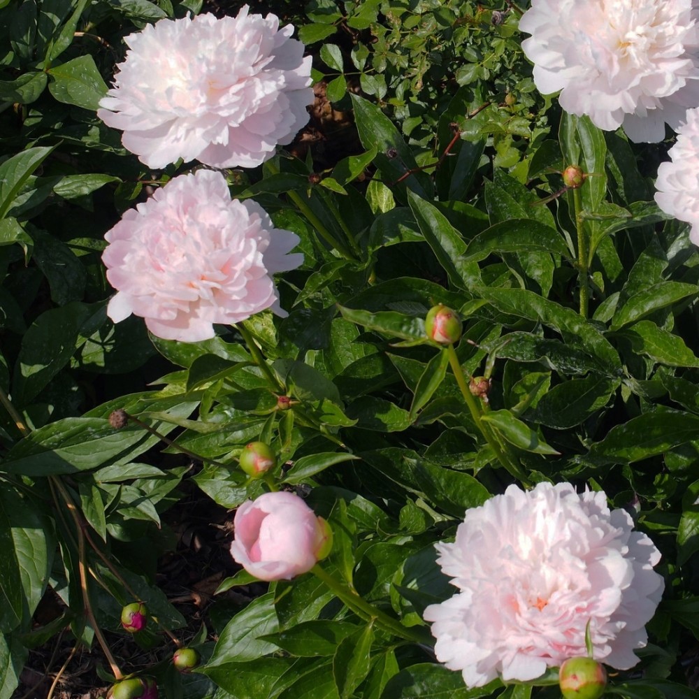 Paeonia / Bijūnas PECHER