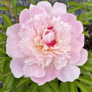Paeonia / Bijūnas PECHER