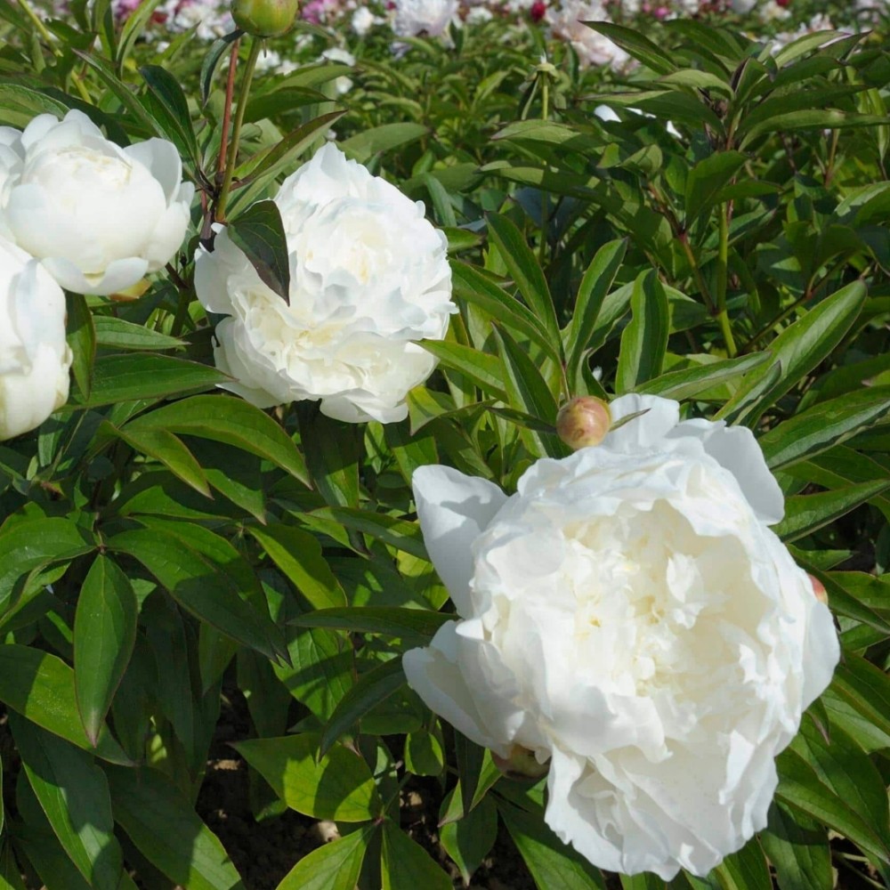 Paeonia / Bijūnas MADAME CLOUDE TAIN