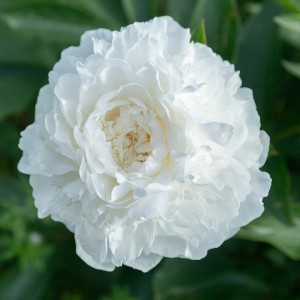Paeonia / Bijūnas MADAME CLOUDE TAIN