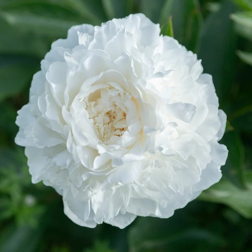 Paeonia / Bijūnas MADAME CLOUDE TAIN