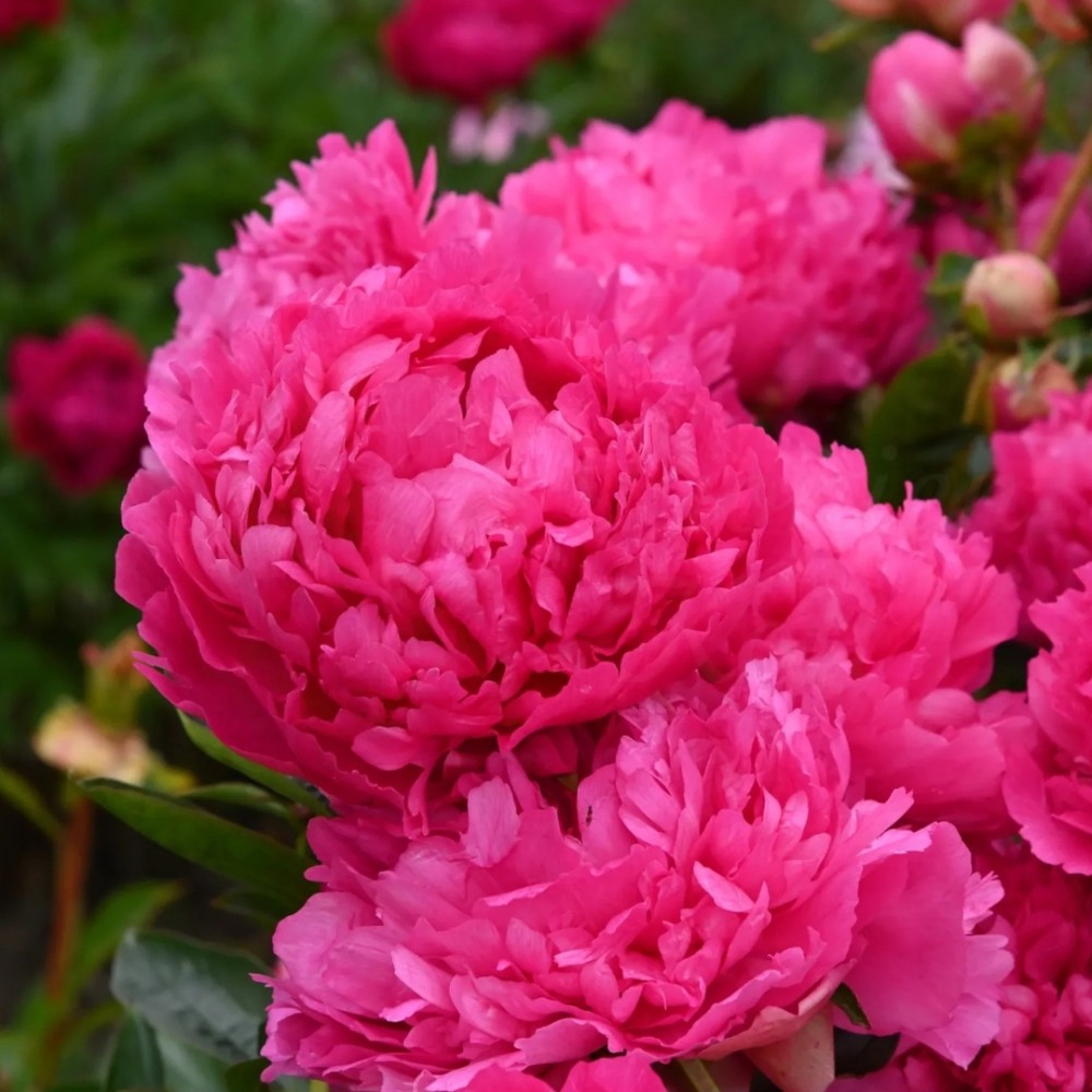 Paeonia / Bijūnas PINK JAZZ