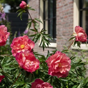 Paeonia / Bijūnas ITOH NEW MILLENNIUM