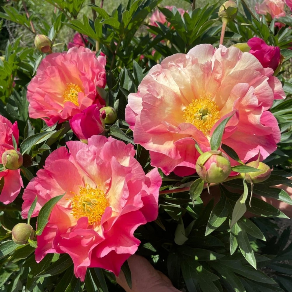 Paeonia / Bijūnas ITOH NEW MILLENNIUM