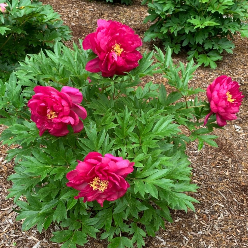 Paeonia / Bijūnas GC® CANDY APPLE
