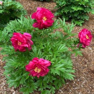 Paeonia / Bijūnas GC® CANDY APPLE