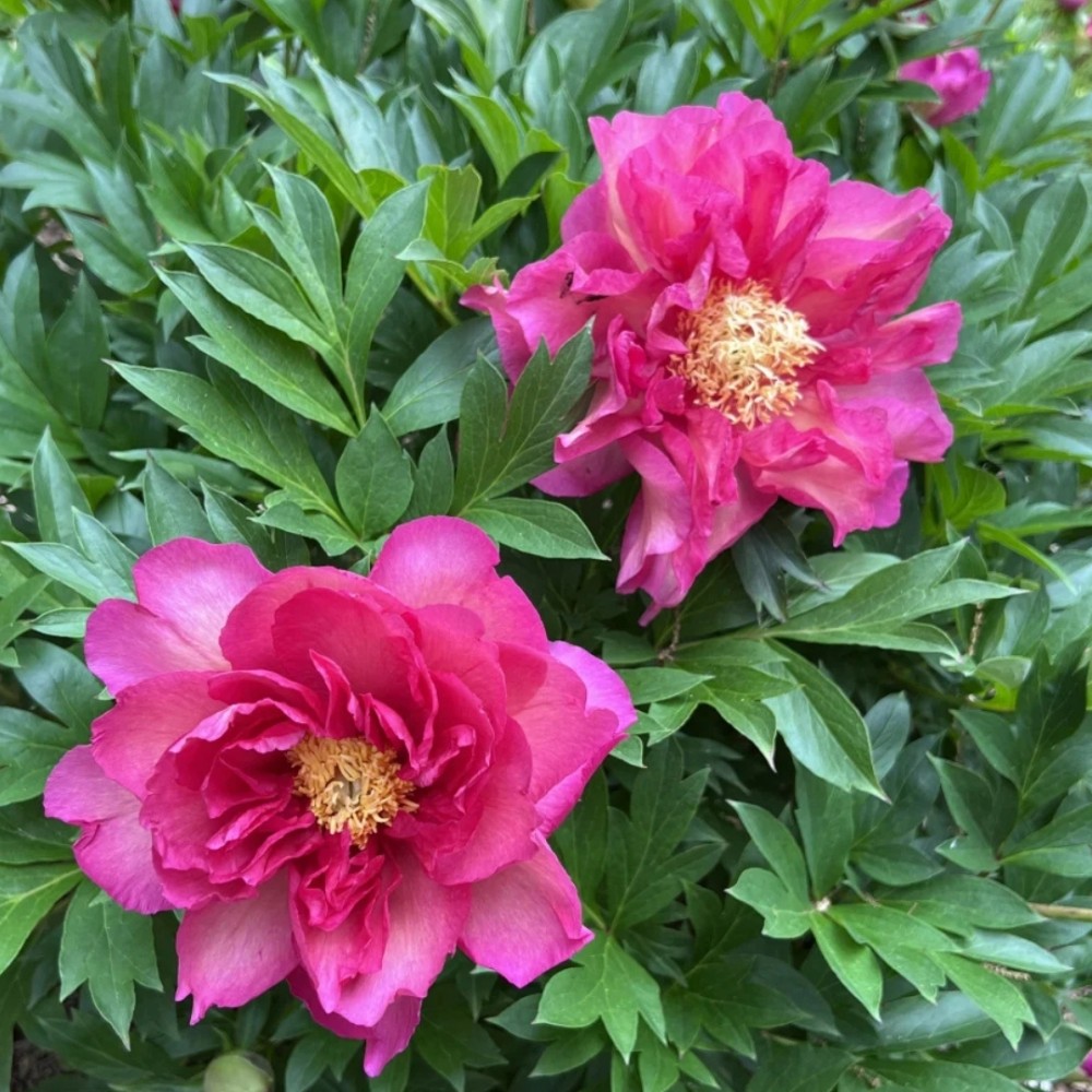 Paeonia / Bijūnas GC® NOA JOLY