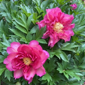 Paeonia / Bijūnas GC® NOA JOLY