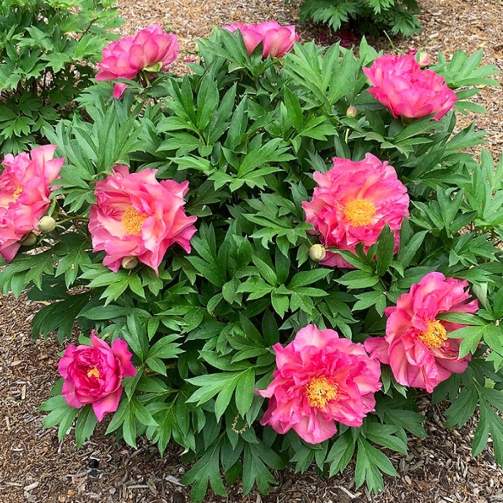 Paeonia / Bijūnas GC® NOA JOLY
