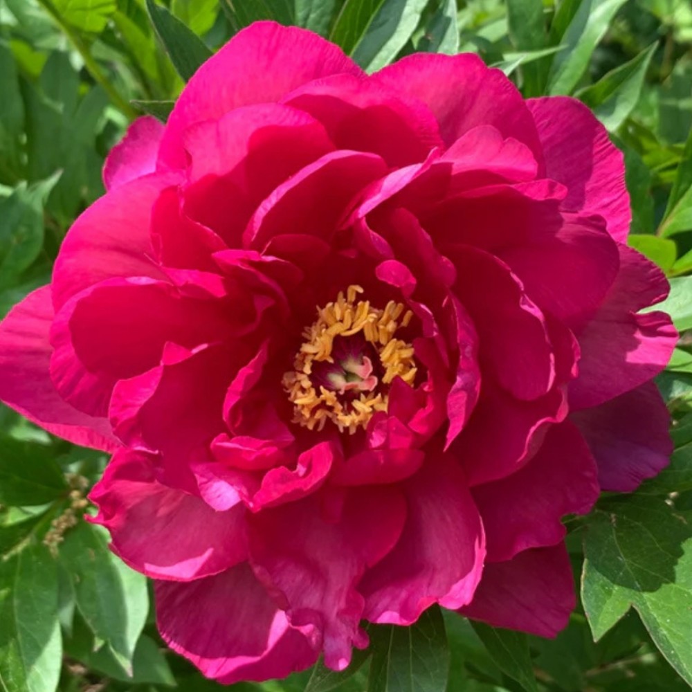 Paeonia / Bijūnas GC® CANDY APPLE