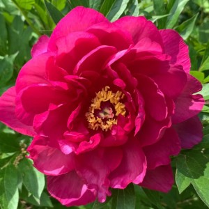 Paeonia / Bijūnas GC® CANDY APPLE