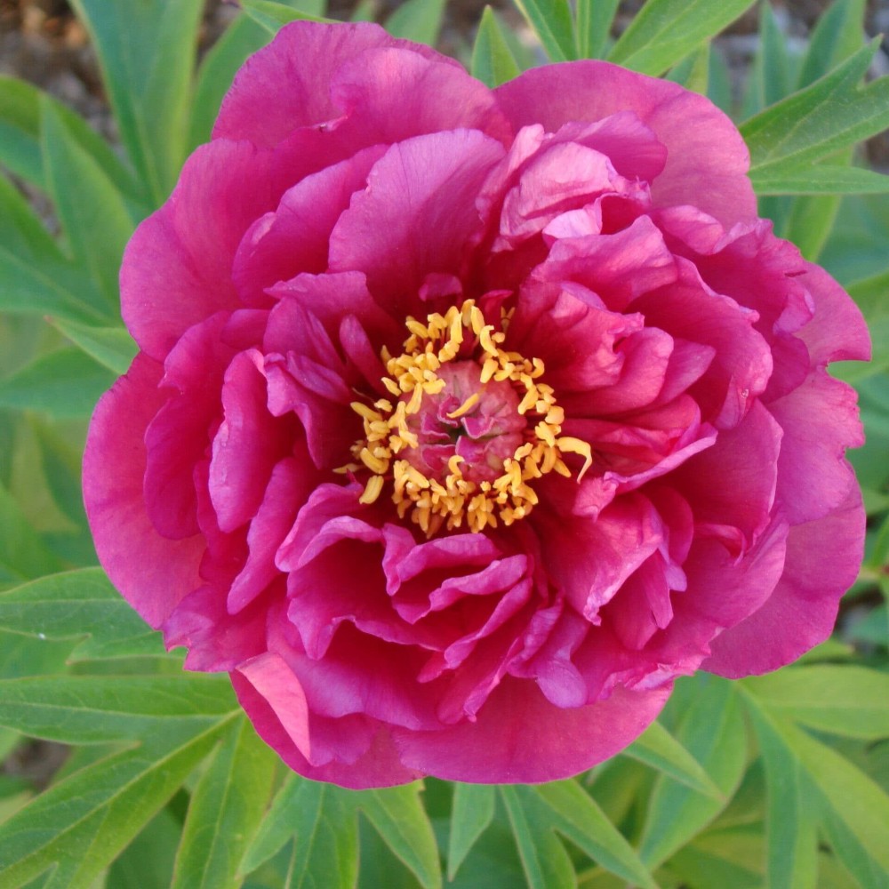 Paeonia / Bijūnas GC® NOA JOLY